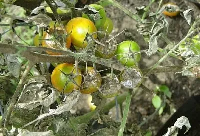 Злой и страшный фитофтороз: как спасти огород от этого опасного заболевания