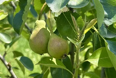 Ржавая напасть: как спасти грушу от самой частой проблемы