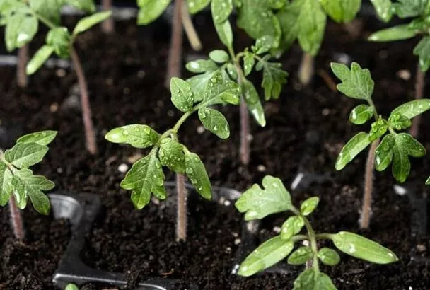 Сажаем томаты под зиму целым помидором: бабушкин секрет толстой и здоровой рассады