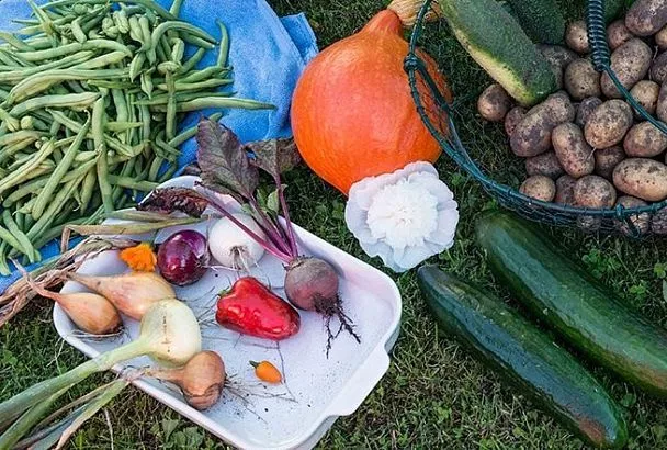 Срочно сажаем морковь и свеклу! Последние благоприятные дни июня 2025 по лунному календарю