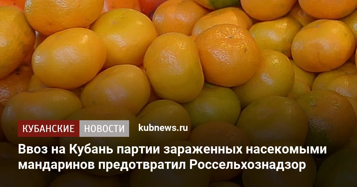 Ввоз на Кубань партии зараженных насекомыми мандаринов предотвратил Россельхознадзор