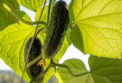 Не огурец, а мечта ленивых — этот сорт станет хитом 2025 года у самых занятых дачников: бросил семена в землю — и забыл