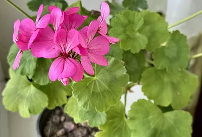 По ложке каждого ингредиента – и герань зимой покроется пышными шапками: как подтолкнуть растение к цветению 