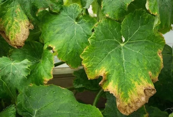 Спасаем огурцы на подоконнике за 3 дня, если сохнут листья — от нехватки калия до грибка