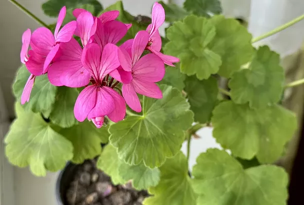 По ложке каждого ингредиента – и герань зимой покроется пышными шапками: как подтолкнуть растение к цветению 