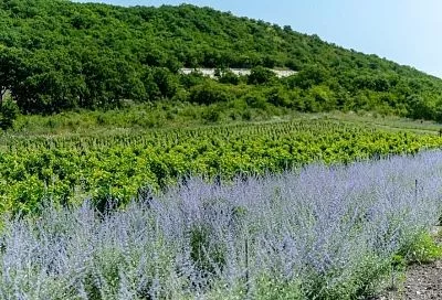 Лаванда – приговор вредителям: это растение защитит огород от насекомых и привлечет опылителей