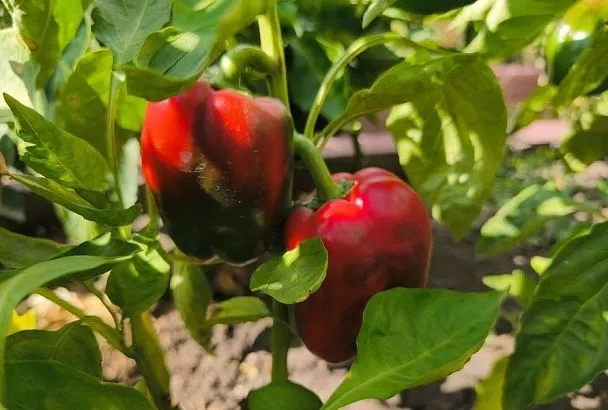 На первый взгляд страшно: оэдема – водянка растений, которую часто принимают за болезнь