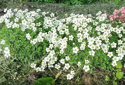 Камнеломка арендса: 3 шага — и она без усилий преобразит ваш сад