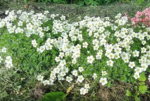 Камнеломка арендса: 3 шага — и она без усилий преобразит ваш сад