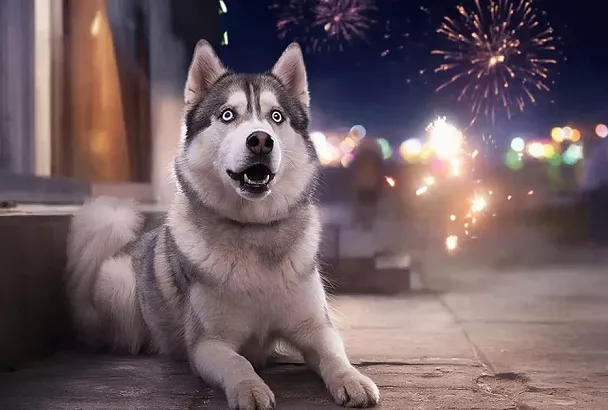 Почему собаки боятся фейерверков и как помочь питомцу пережить стресс