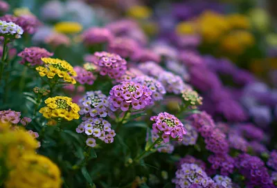 Неприхотливые многолетники для цветочного ковра: посев в открытый грунт