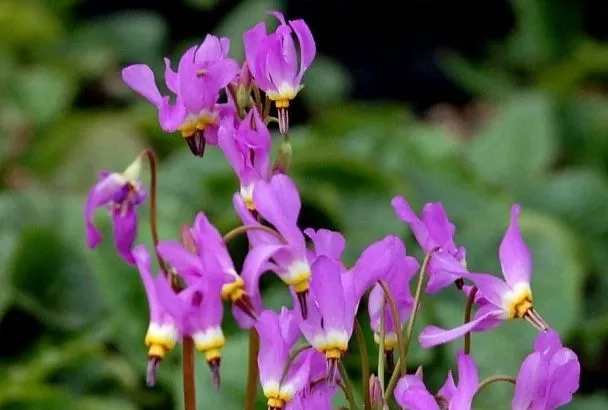 Подари на 8 Марта этот необычный первоцвет! 1 раз — и он на много лет станет изящным украшением сада