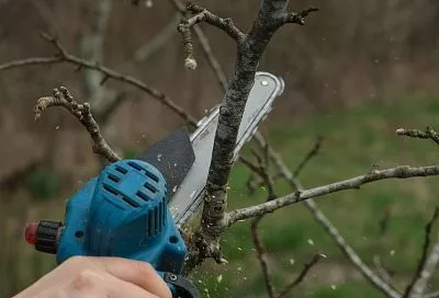 Зараженные карантинными насекомыми ясени спилят на Солнечном острове в Краснодаре