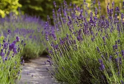 Сейте семена лаванды на рассаду так (февраль-март), и будет вам лавандовое поле – всего 1 секрет