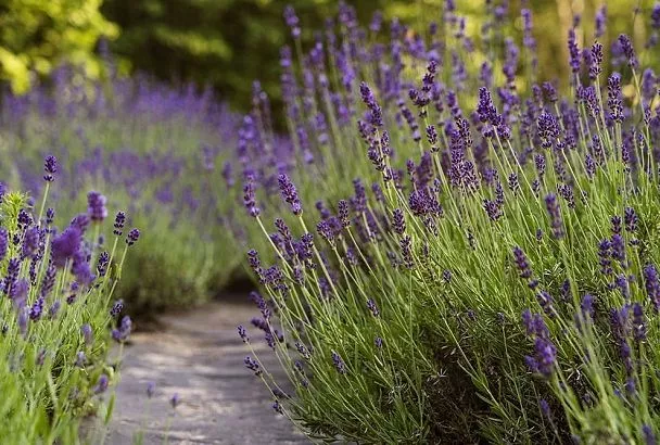 Сейте семена лаванды на рассаду так (февраль-март), и будет вам лавандовое поле – всего 1 секрет