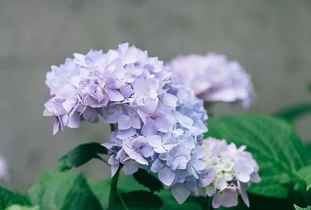 10 литров под взрослый куст: чтобы гортензия пышно цвела в следующем году, сделайте такую подкормку уже сейчас