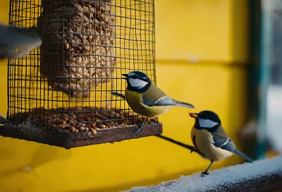 Чем лучше всего подкармливать птиц зимой: мнение орнитолога
