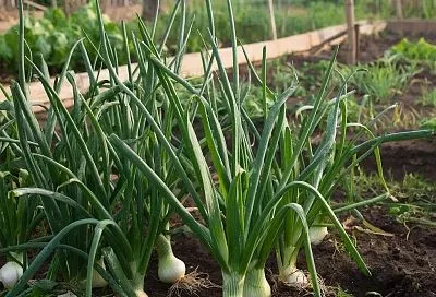 Как избежать стрелкования лука-севка: советы по выбору и уходу