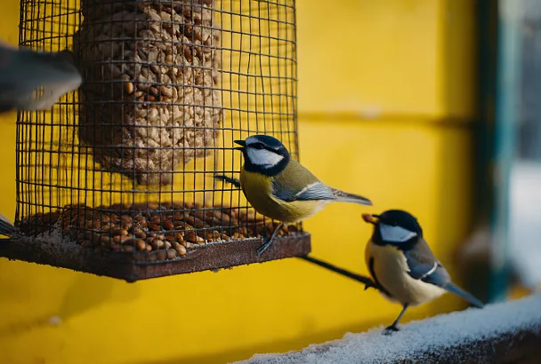 Чем лучше всего подкармливать птиц зимой: мнение орнитолога