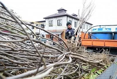Липа, рябина, ива, клен: стартовал осенний этап акции «Краснодар — 10 тысяч деревьев»