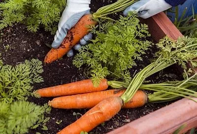 5 культур, которые нужно посадить 29 июня 2025: ваш последний шанс до новолуния