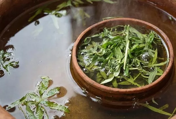 "Разрушающее опухоли": древнее средство из горца перечного от геморроя и для чистой кожи