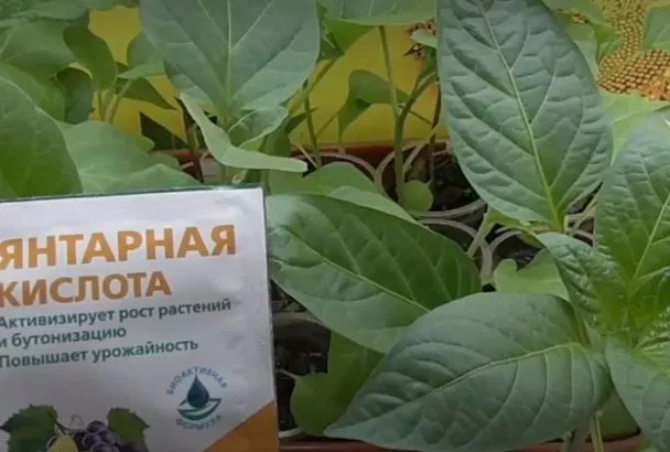 Янтарная кислота для рассады: Чудо-средство или пустышка? Эксперимент с передозировкой