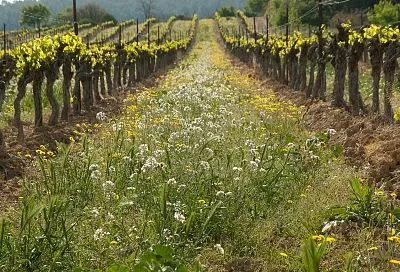 За такие сорняки карают в 2025 году: как спасти участок от захвата инвазивными растениями