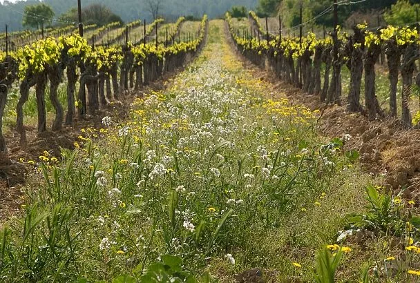 За такие сорняки карают в 2025 году: как спасти участок от захвата инвазивными растениями