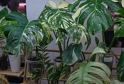 Убрать пыль: чем лучше всего протирать листья комнатных растений