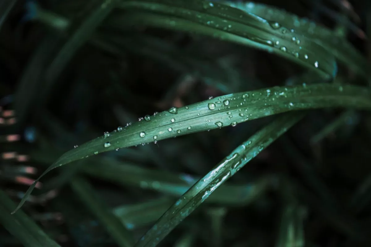 Учёные обнаружили, что растения способны «слышать» стук капель дождя и реагировать на него