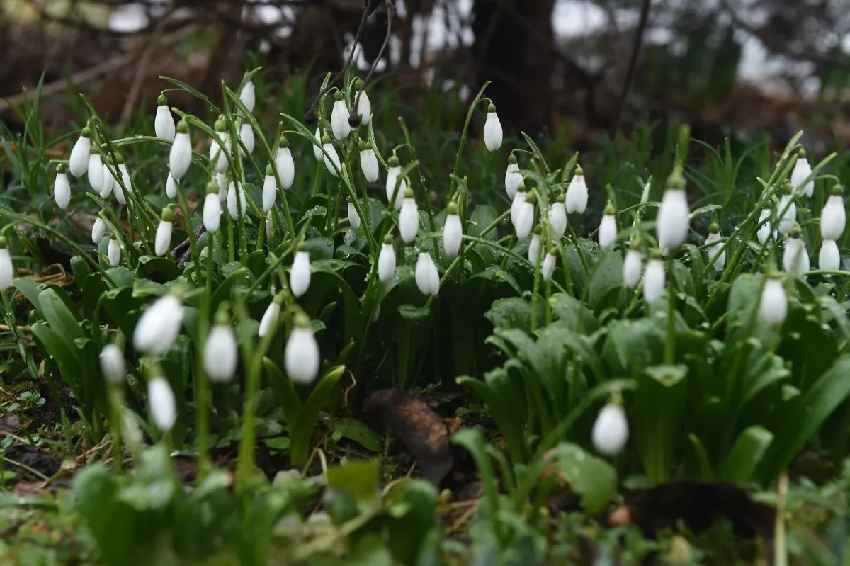 В Сочинском нацпарке напомнили о штрафах до 1,5 млн рублей за сбор первоцветов