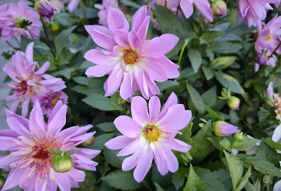 Жизнь георгинов: этапы ухода, которые гарантируют шикарное цветение из года в год