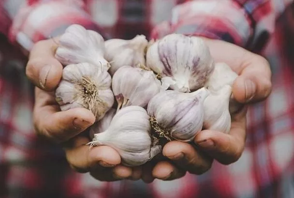 Посадка озимого чеснока: 5 шагов к богатому урожаю на следующий год