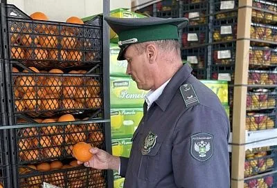 В партии мандаринов из Турции нашли средиземноморскую плодовую муху