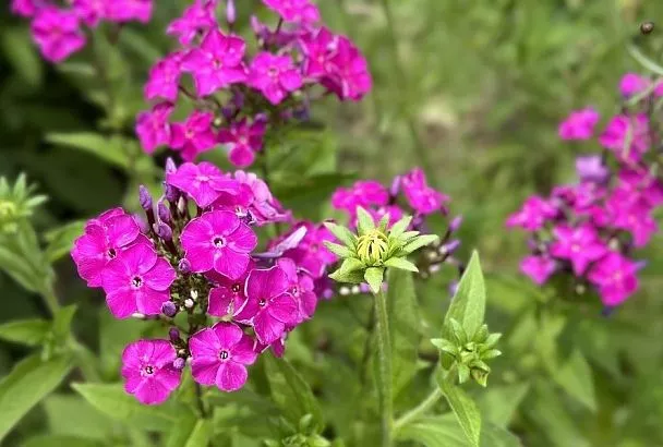 Бесконечно красиво: топ-5 растений, которые цветут особенно долго