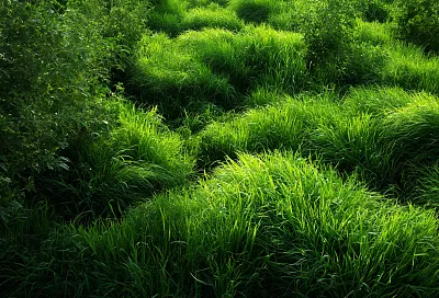 Гречиха и фацелия: два сидерата, которые спасут почву и урожай