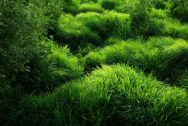 Гречиха и фацелия: два сидерата, которые спасут почву и урожай