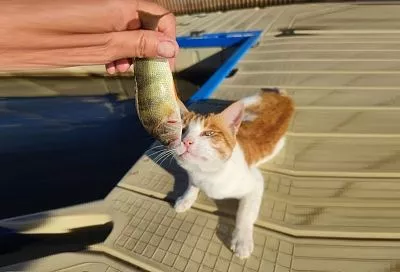 Окунь: что за рыба, почему многолика, дольше всех живет и на какие изыски идут любители вкусно поесть