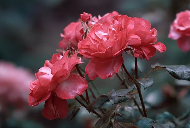 Как защитить розы от чёрной пятнистости: секреты ухода от эксперта