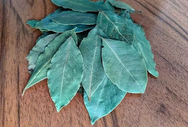 Лаврушка не только для супа: настой на листьях этого растения – настоящая находка для рассады