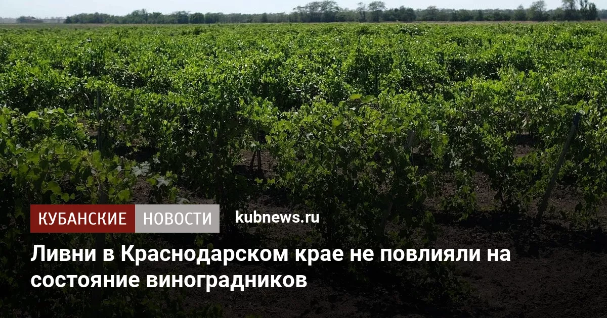 Ливни в Краснодарском крае не повлияли на состояние виноградников