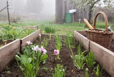 Когда химия бессильна, готовлю специальное бабушкино средство для вредителей. Тля, гусеницы и клещи будут в шоке