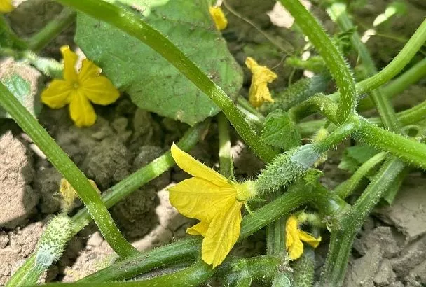 Огурцы без пчел: секрет стабильного урожая даже при затяжных ливнях