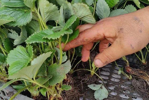 Сажаю клубнику осенью так - кусты стоят, как «солдатики», и зимуют без потерь