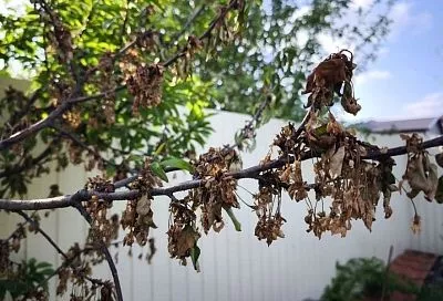 Похоже, но не очень: в чем различие между морозостойкостью и зимостойкостью растений