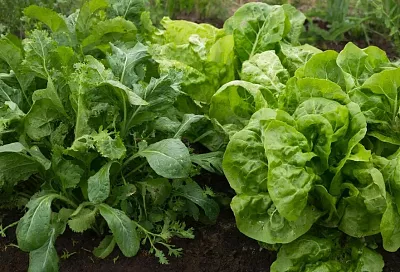 Редис и салат: планируйте их совместную посадку – и результат приятно удивит