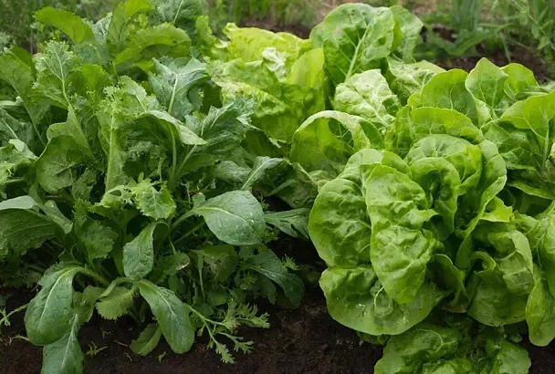 Редис и салат: планируйте их совместную посадку – и результат приятно удивит