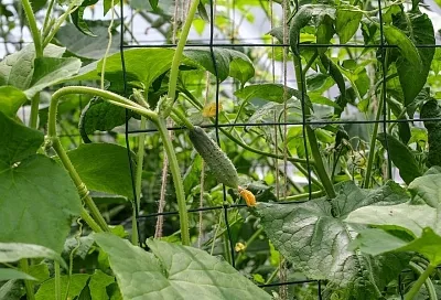 Огурцы будут почти до морозов: 3 подкормки, которые это гарантируют