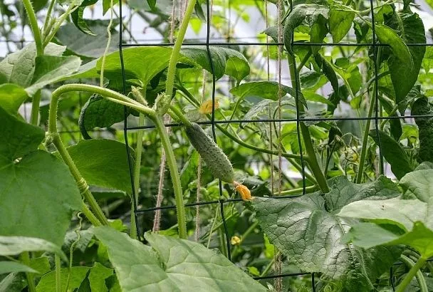 Огурцы будут почти до морозов: 3 подкормки, которые это гарантируют